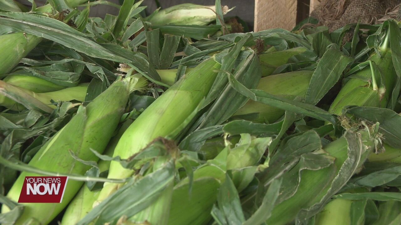 Sweet corn season officially underway in local area